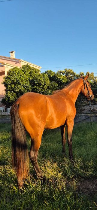 Poldro lusitano puro