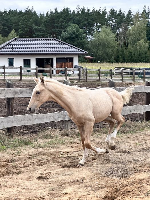 Sprzedam ogierka izabelowatego po Bandosie