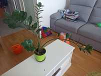 Zamiokulkas palma 50 cm