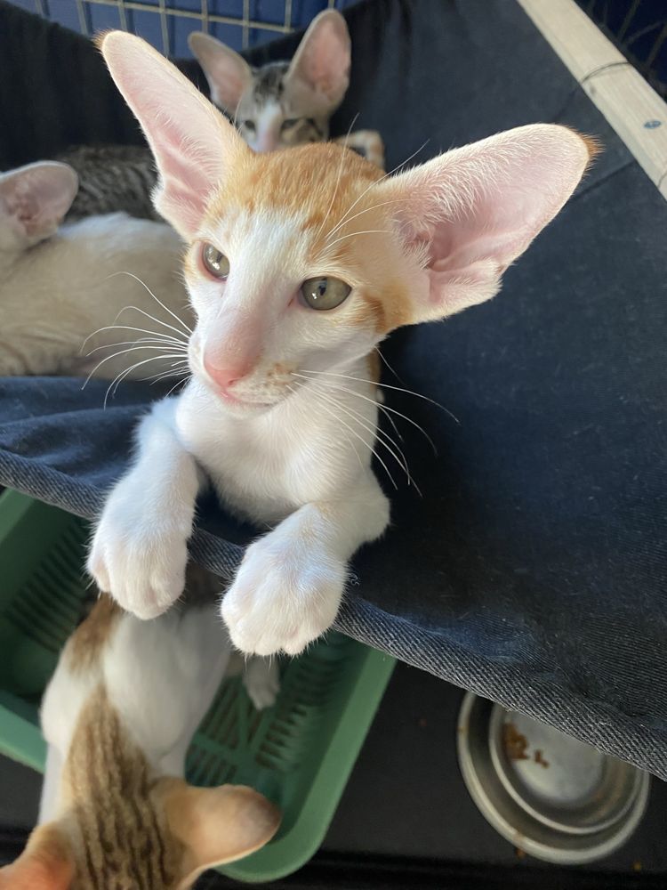 Орієнтальний котик