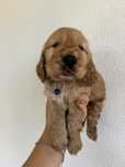 Śliczny szczeniak cocker spaniel