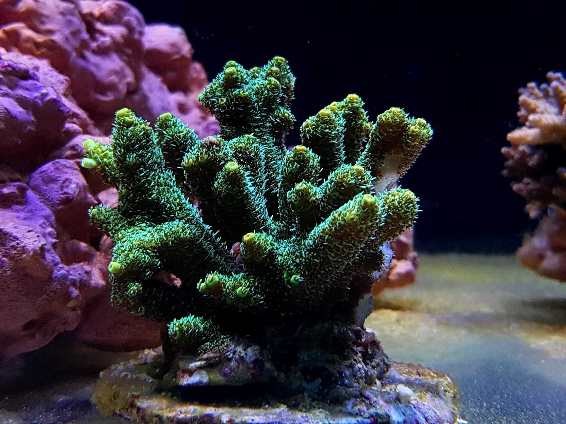 Acropora strawberry koralowce sps szczepki akwarium morskie