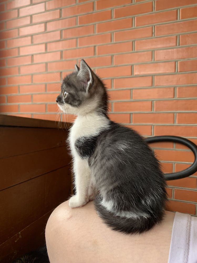 Дівчата кошенята