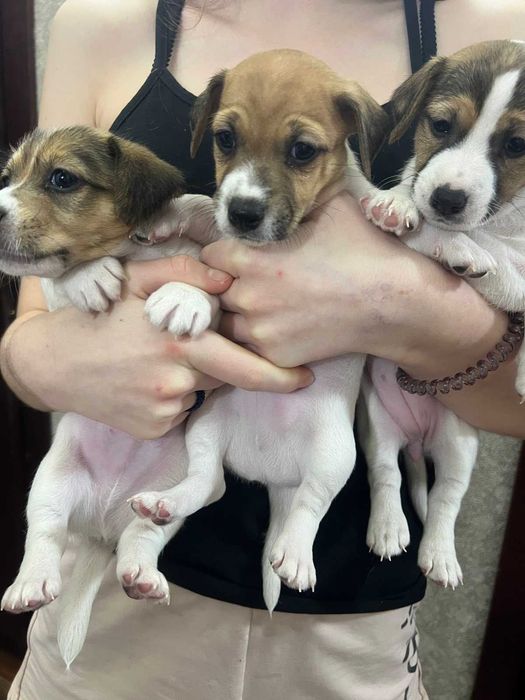 Щеночки Джек-рассел-терьер