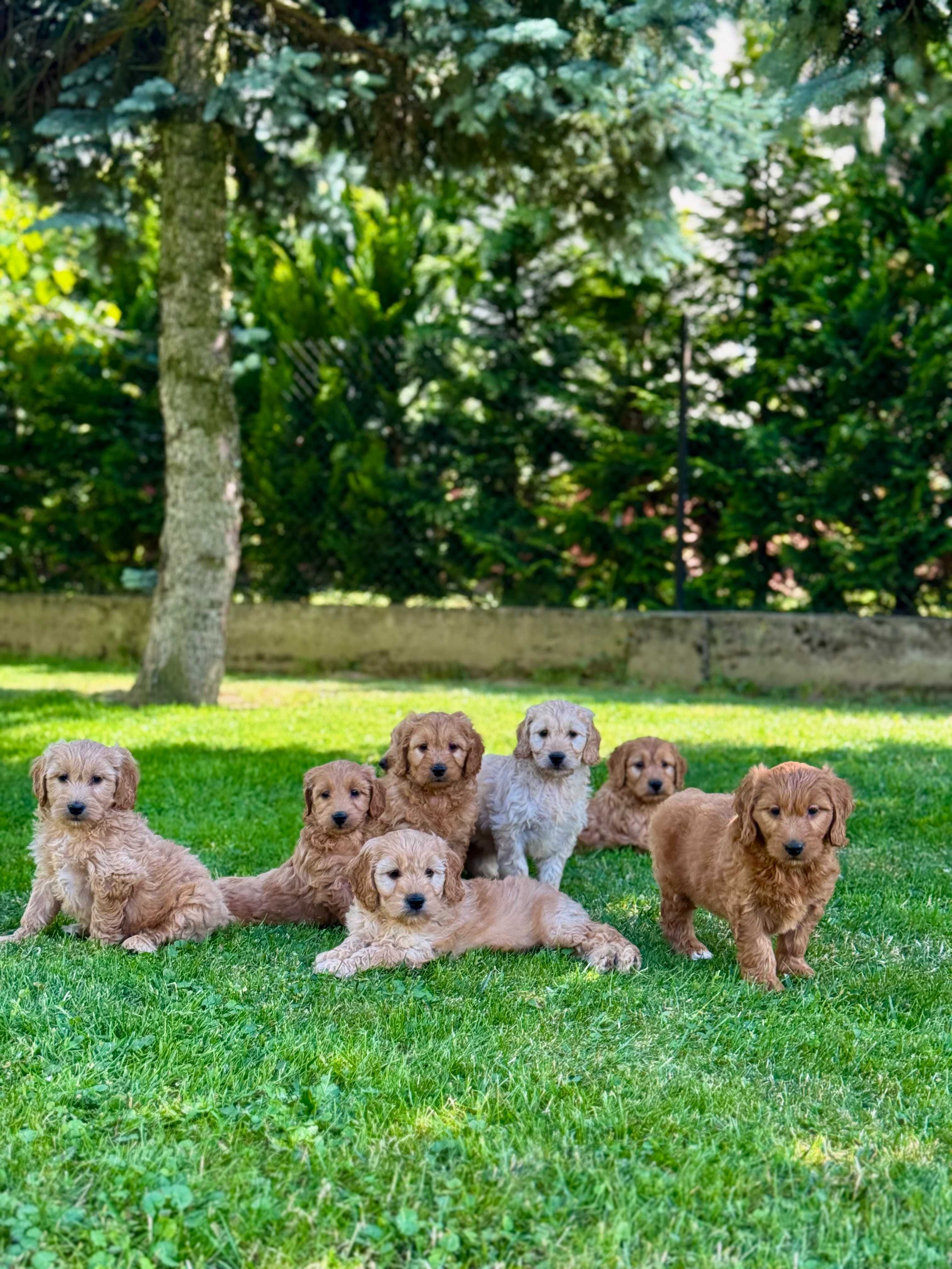 Goldendoodle mini Pudel & Golden retriever F1 Śliczna sunia  !!!