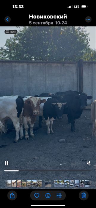 Продам худобу живою вагою (корови, бики, телята)