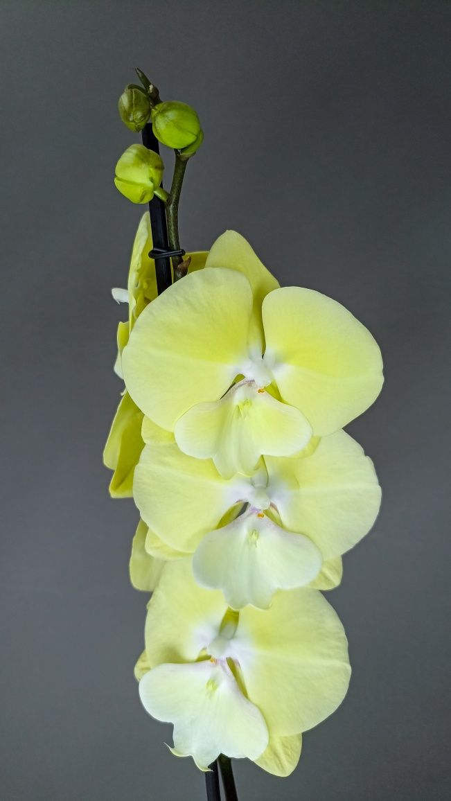 Фаленопсисы. Орхидеи