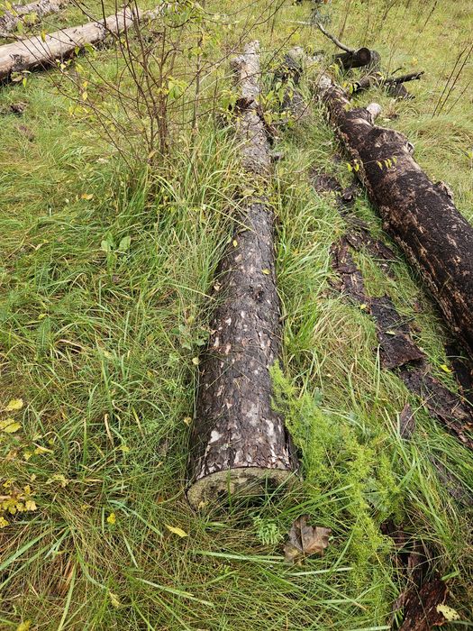 sprzedam drewno sosnowe drzewa