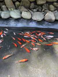 Декоративні рибки «червоний карась»