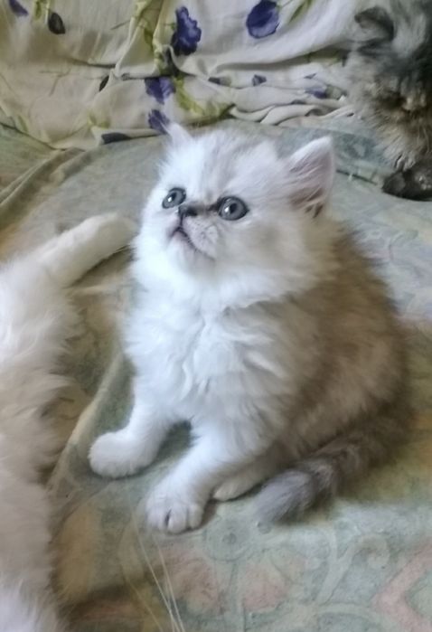 Котенка серебристой шиншиллы белого с черным носом
