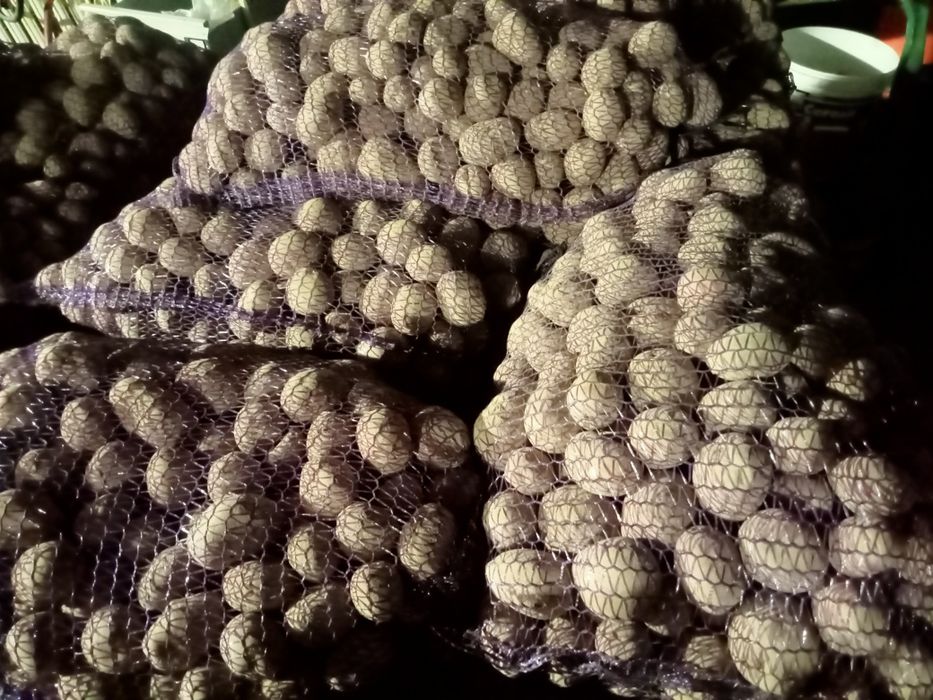 Ziemniaki belarosa, Soraya