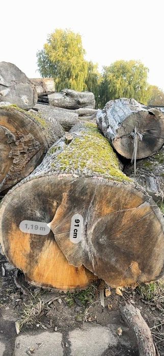 Sprzedam kłody dębu