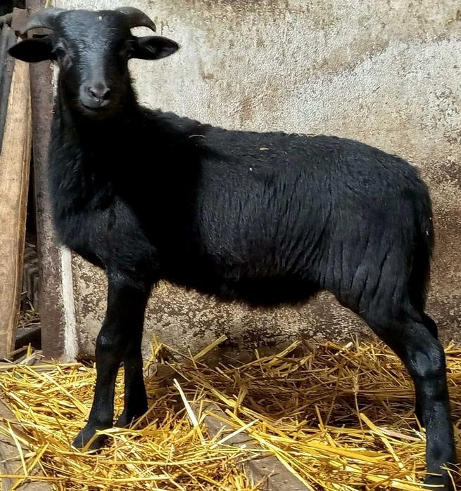 Jagnięta, baranki - Dorper/Kameruńskie