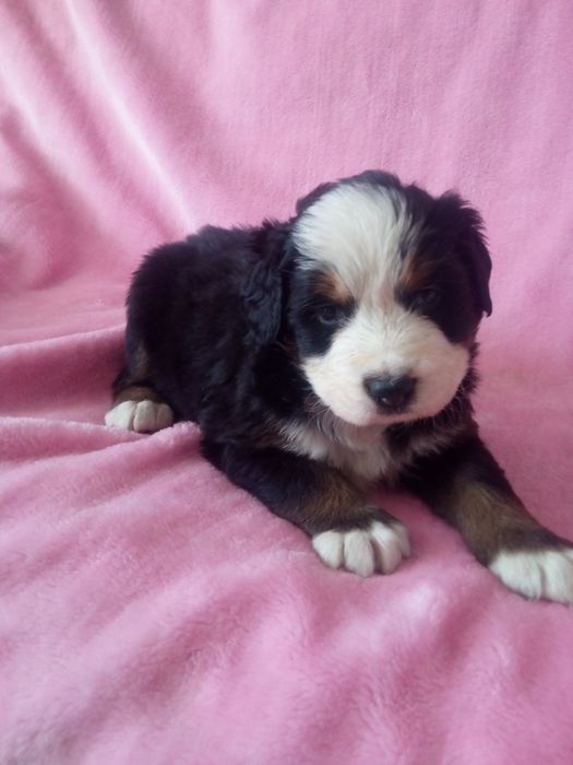 Berneński pies pasterski