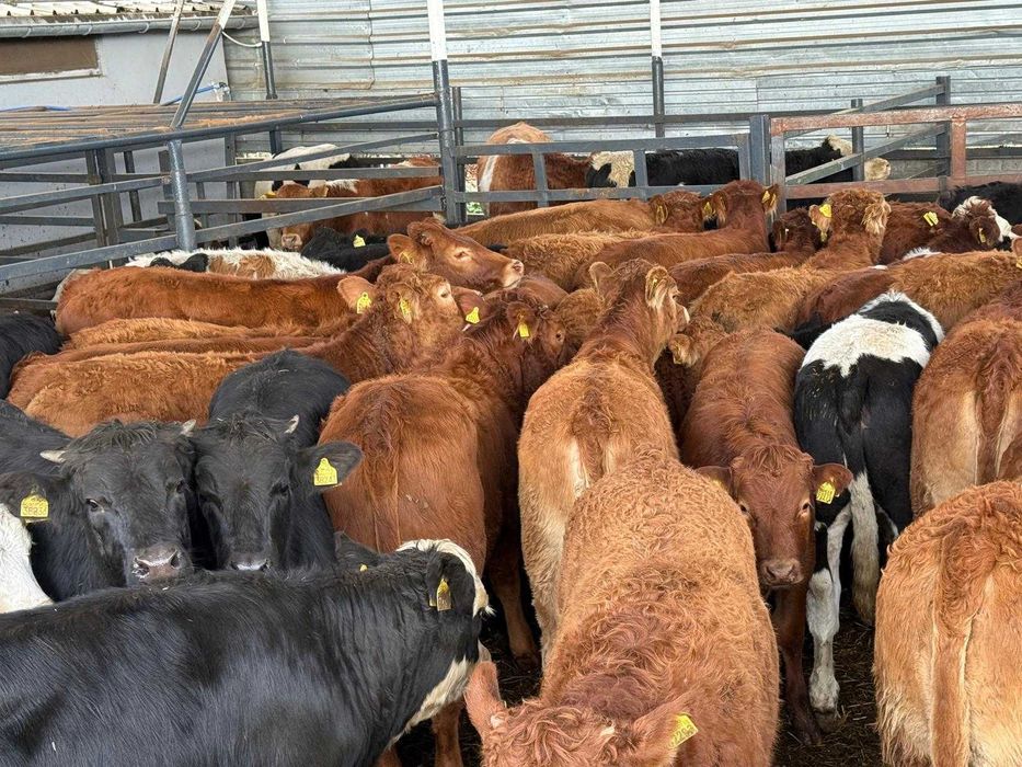 Jałowki limousine i mieszance