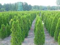 Tuja szmaragd 275-300 cm Thuja smaragd Balot FV Trans gratis Łomża