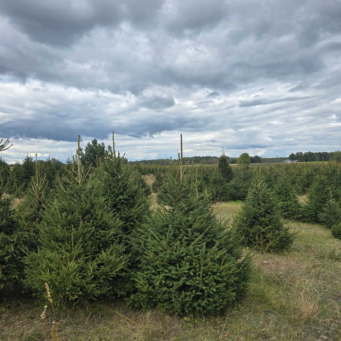 Choinki, świerk pospolity, srebrny, serbski
