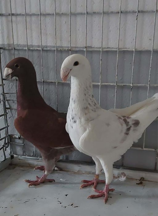 Gołąb niemieckie wystawowe