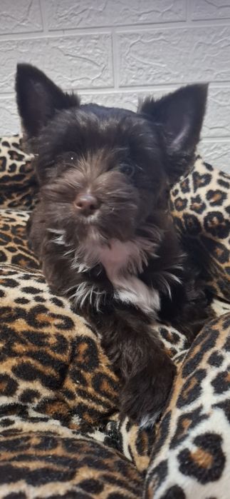 Хлопчик Кольорові йорки, цветные йорки, бивер