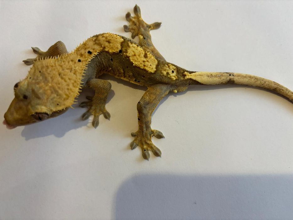 Terrarium + 4 gekony