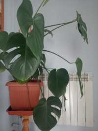 Monstera duża w doniczce