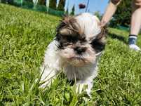 Piesek szczeniak Shih tzu
