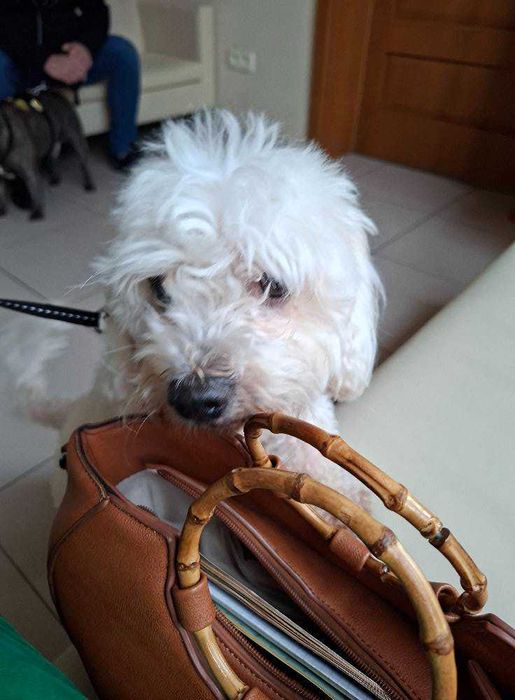 Mieszaniec maltańczyka suczka szuka domu