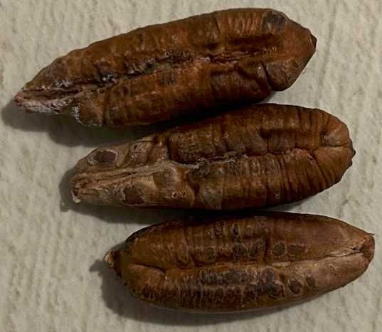 Pestki daktyli izraelskich (Medjool) i tunezyjskich; domowy wysiew