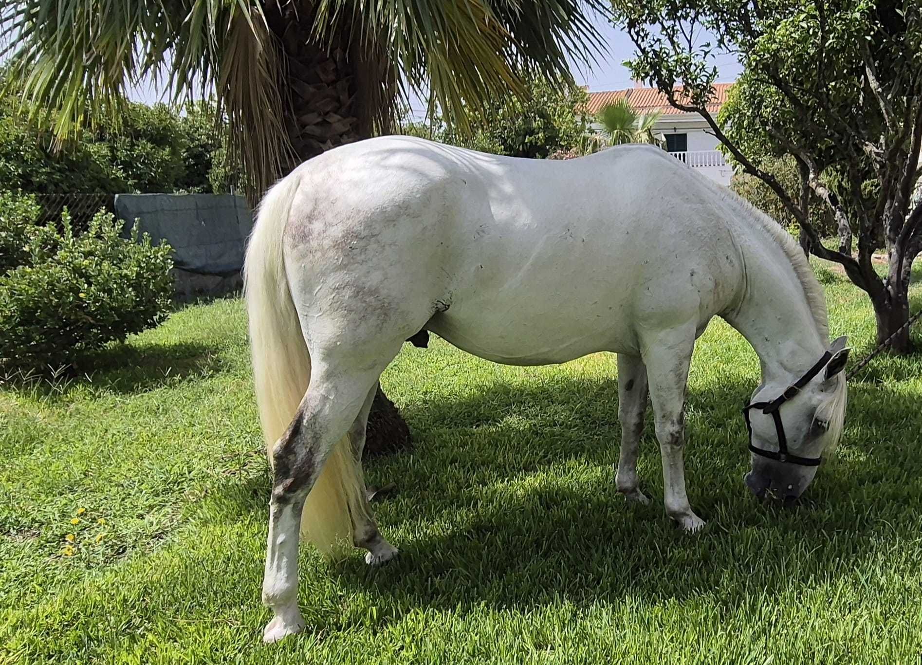 Cavalo Lusitano com grande presença