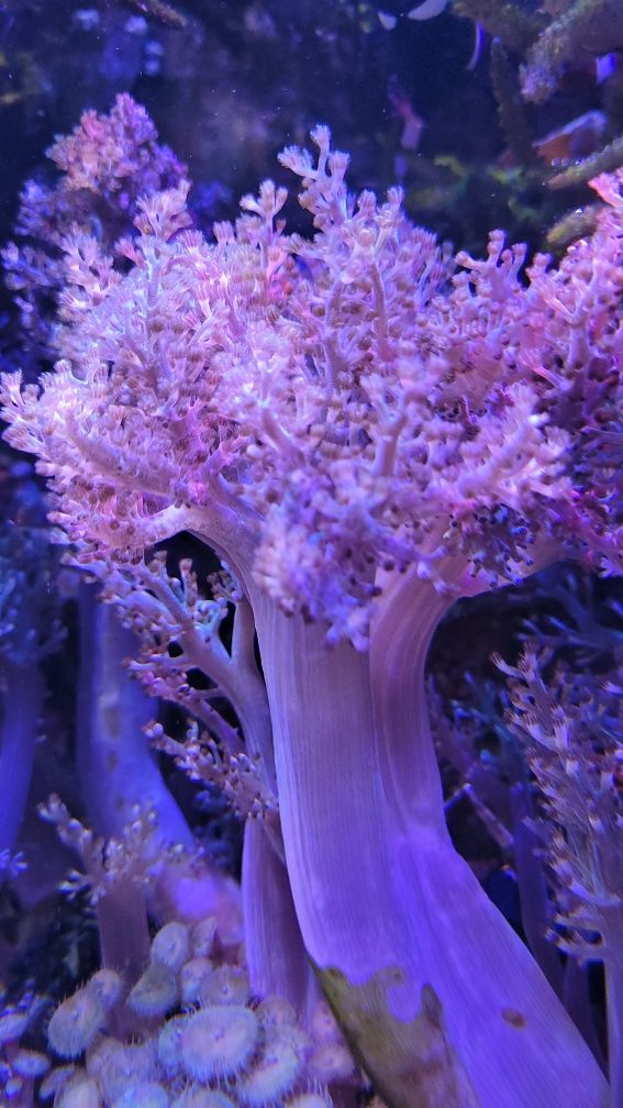 Koralowiec Capnella małe i duże szczepki, akwarium morskie