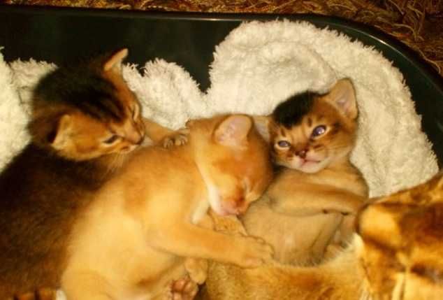 Абиссинские котята, абиссинцы, котенок