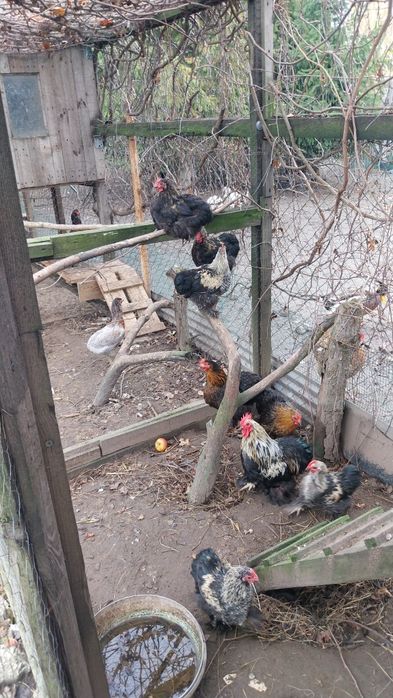 Sprzedam kochimy mini