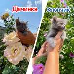 Кошенята Сокиряни 1.2 міс