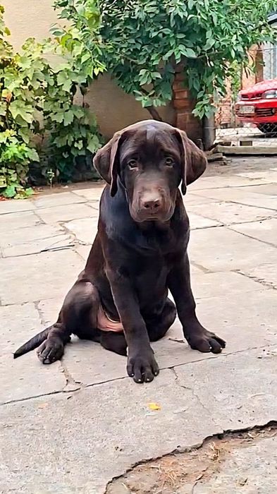 Красивый щенок Лабрадора. Кобель.