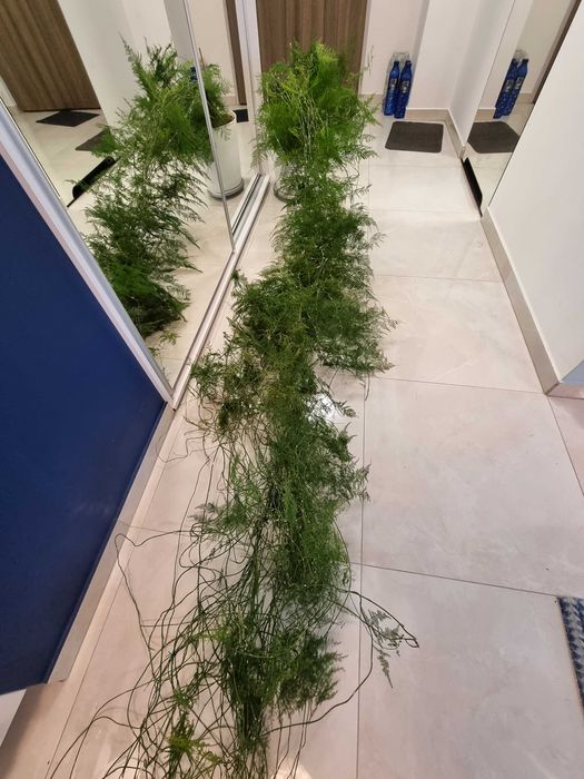 Szparag pierzasty Asparagus setaceus- duży gigant
