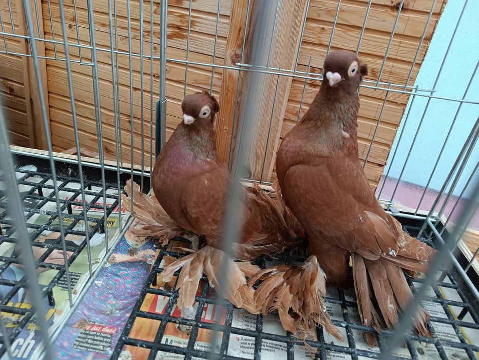 Gołębie ozdobne motyl Warszawski,Szek Polski,krymki, wywrotki mazurski