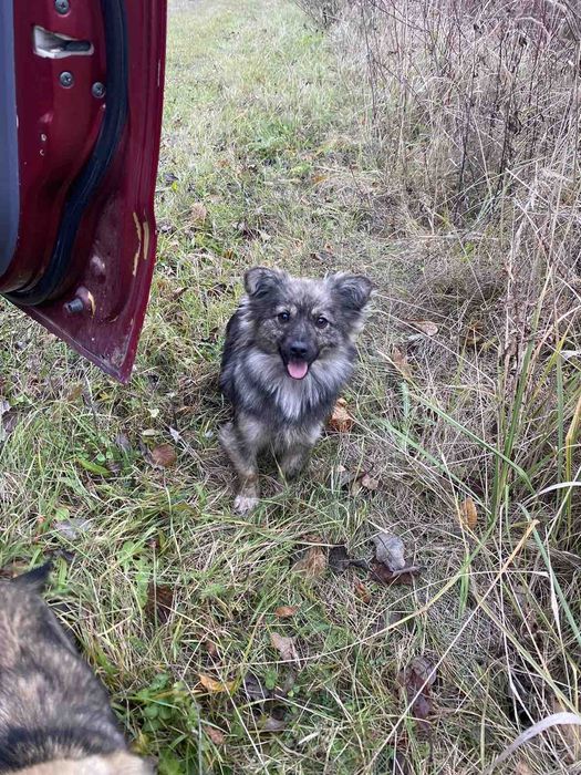 Собачки в добрі руки