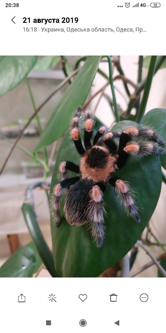 Продам паука Brahypelma smithi