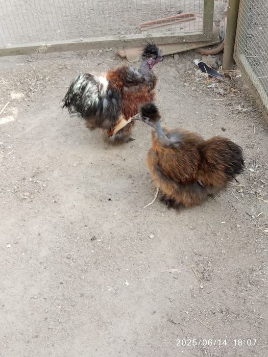 Cedosas do  João Japão