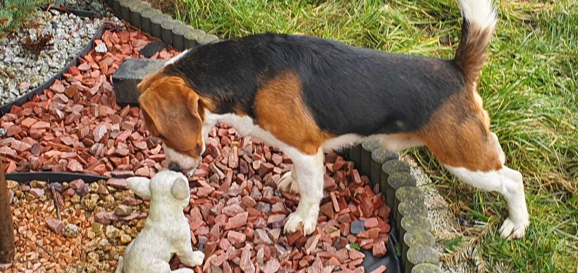 Beagl roczny piesek  Beagle