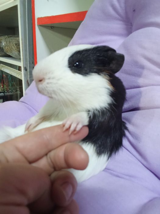 Морська свинка гладкошерста