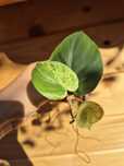 Philodendron Hederaceum Variegata