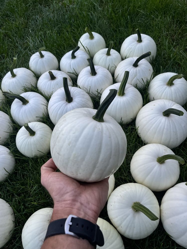 10 szt Biała dekoracyjna dynia ozdobna halloween