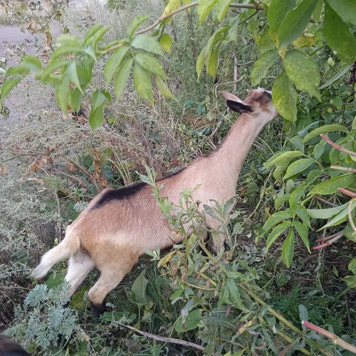 Продам кізоньку-альпійку Камілу