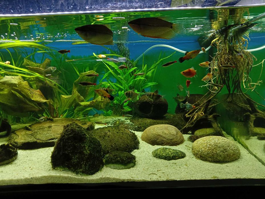 Zamienię nadwyżkę rybek i roślin