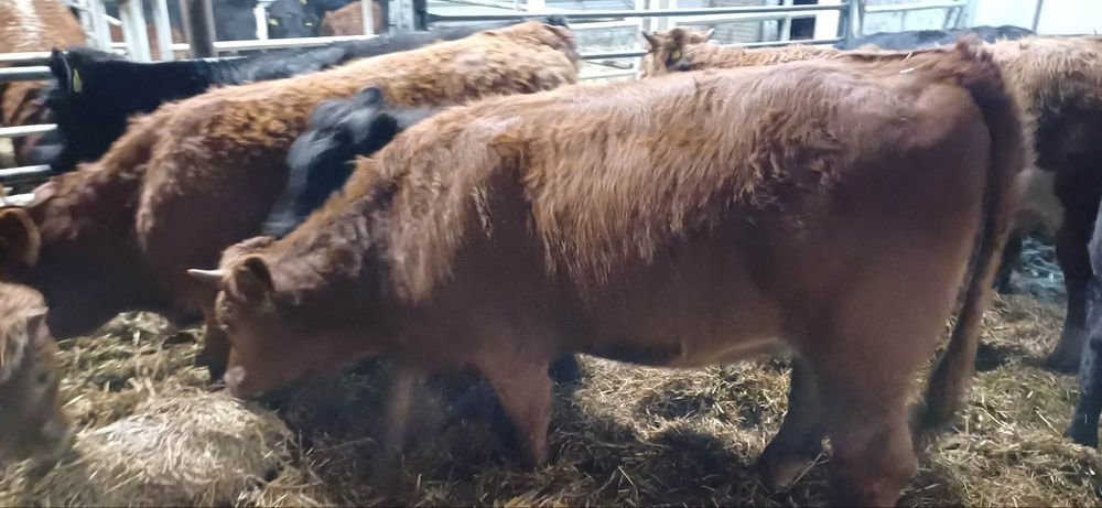 Sprzedam 16 sztuk jałowek odsadkow  300 kg