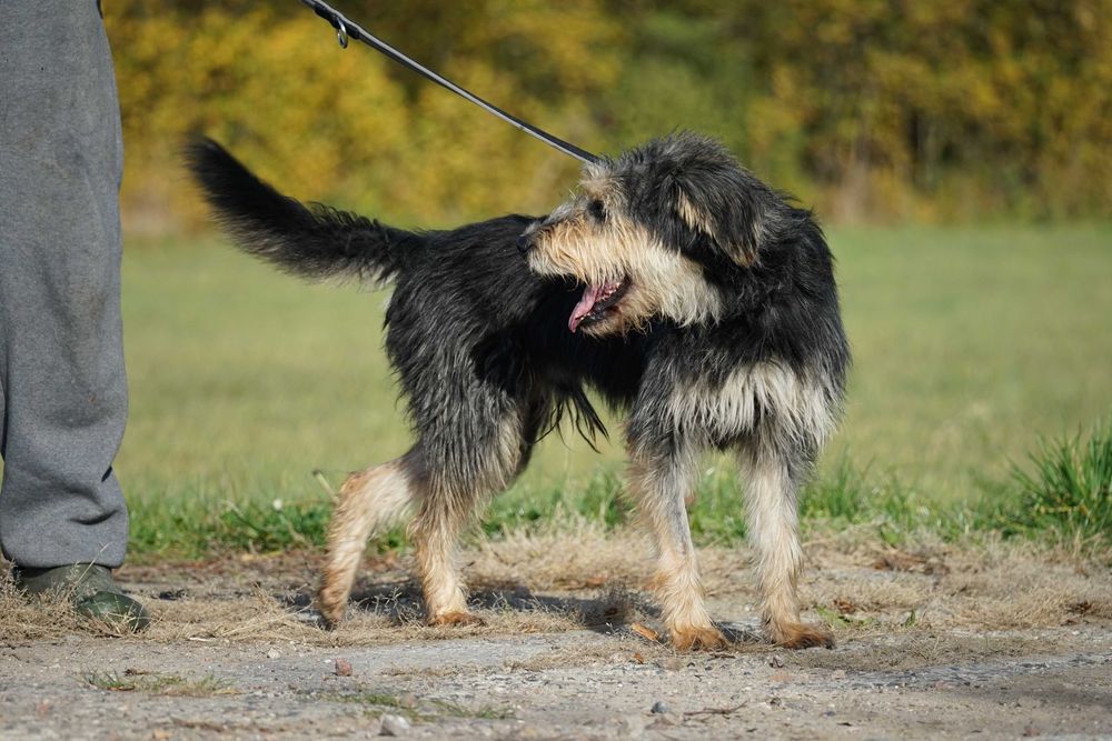 Hektor - przepiękny pies z włosem szuka domu
