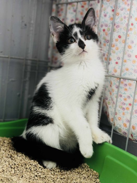 Tolik, Wania i Ivanka - małe kotki do adopcji