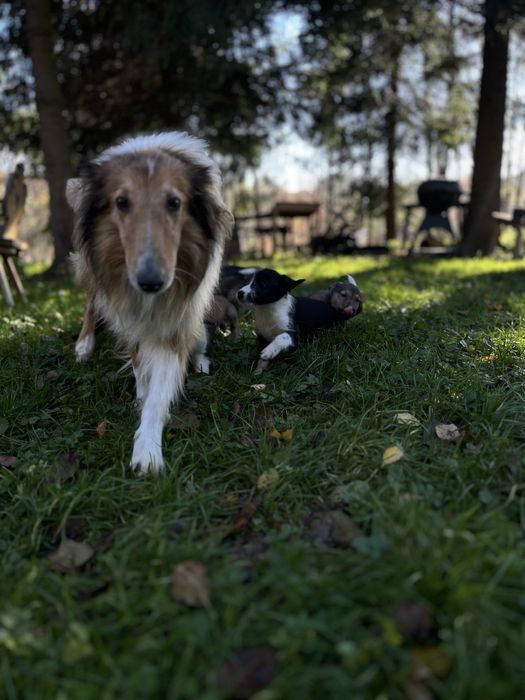 Do adopcji szczenietą po mamie Szkocki Collie