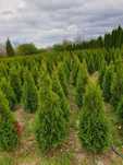 Thuja Smaragd od 1,20 m